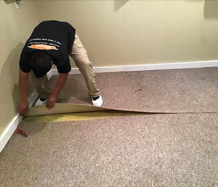 SERVPRO employee pulling up brown wet carpet in a room with tan walls and white trim.