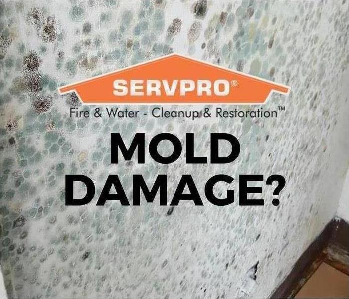 White wall with mold on it with the SERVPRO logo and mold damage in black letters.